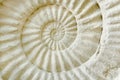 Ammonite prehistoric fossil. Royalty Free Stock Photo