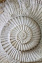 Ammonite prehistoric fossil Royalty Free Stock Photo