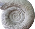 Ammonite prehistoric fossil on white