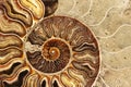 Ammonite , Prehistoric fossilized mollusk , an extinct marine animal.