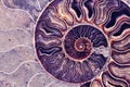 Ammonite , Prehistoric fossilized mollusk , an extinct marine animal.