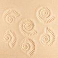 Ammonite print on sea sand. Top view. Copy space. Spiral pattern snail shell. Summer concept