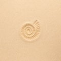 Ammonite print on sea sand. Top view. Copy space. Spiral pattern snail shell. Summer concept Royalty Free Stock Photo