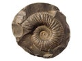 Ammonite (saligram)