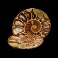 Ammonite Sections