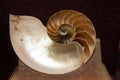 Ammonite shell fossil in stone Royalty Free Stock Photo