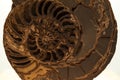 Ammonite shell fossil in stone Royalty Free Stock Photo