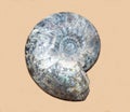 The ammonite shell Lat. Ammonoidea is fossilized gray on a white background. Paleontology Royalty Free Stock Photo