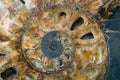 Ammonite shell in section - extinct subclass of cephalopod mollusks