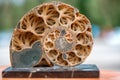 Ammonite shell viewed in section Royalty Free Stock Photo