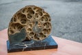 Ammonite shell viewed in section Royalty Free Stock Photo