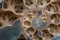 Ammonite shell viewed in section Royalty Free Stock Photo