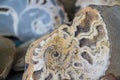 Ammonite shell viewed in section Royalty Free Stock Photo