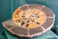 Ammonite shell viewed in section Royalty Free Stock Photo