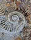 Ammonite spiral Royalty Free Stock Photo