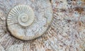 Ammonite spiral Royalty Free Stock Photo