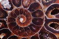Ammonite texture Royalty Free Stock Photo