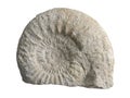 Ammonites Royalty Free Stock Photo