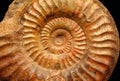 Ammonites Royalty Free Stock Photo
