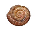 Ammonites Royalty Free Stock Photo