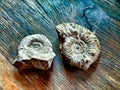 Ammonites Royalty Free Stock Photo