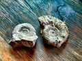 Ammonites