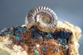 The ammonites, Ammonoidea are an extinct subgroup of cephalopods photographed in the studio