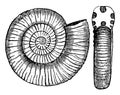 Ammonites communis, vintage illustration