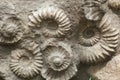 Ammonites from the Cretaceous Period found as fossils. Royalty Free Stock Photo