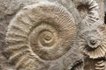 Ammonites from the Cretaceous Period found as fossils. Royalty Free Stock Photo