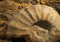 The Ammonites fossil against stone wall