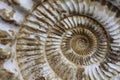 Ammonites fossil background Royalty Free Stock Photo