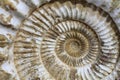 Ammonites fossil background Royalty Free Stock Photo