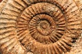 Ammonites fossil background Royalty Free Stock Photo