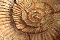Ammonites fossil background Royalty Free Stock Photo