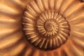 ammonites fossil background Royalty Free Stock Photo