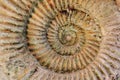 ammonites fossil background Royalty Free Stock Photo