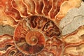 ammonites fossil background Royalty Free Stock Photo
