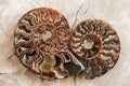 Ammonites fossil shell on wooden background. Top view. Copy, empty space for text. Polished half of petrified shells as souvenirs