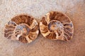 Ammonites fossil snail cut found in Teruel