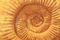 ammonites fossil texture