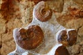 Ammonites fossil in Valencian Community Spain Royalty Free Stock Photo