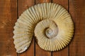 Ammonites fossil in Valencian Community Spain