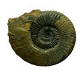 Ammonites fossiles on a whte background Royalty Free Stock Photo