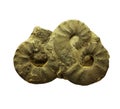 Ammonites fossiles on a whte background