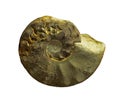 Ammonites fossiles on a whte background