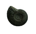 Ammonites fossiles on a whte background