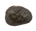 The Ammonites fossiles on a whte background