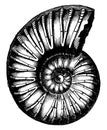 Ammonites inflatus, vintage engraving Royalty Free Stock Photo