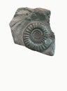 Fossil Ammonite Sea life in stone Royalty Free Stock Photo